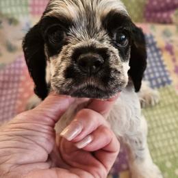 Girl 4 - Blue roan and tan female Cocker Spaniel puppy in New Riegel, Ohio from Riegelz Cockers