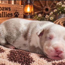 Joker - Fawn male American Bully puppy in El Paso, Texas from PaPaws Gotta Love It Kennels