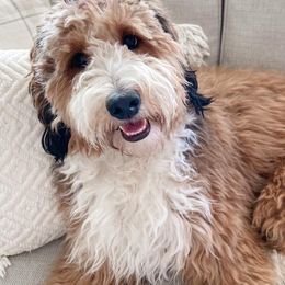 Assorted Doodle Crosses, Bernedoodle, and Goldendoodle All Grown Up from Texas Doodle Dandies
