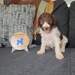 Valor - Parti male Poodle puppy in Plainfield, New Jersey from Caris Paws Poodles and Labradoodles
