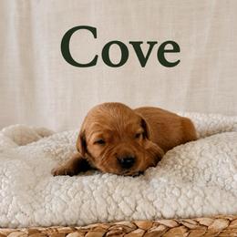 Cove - Dark golden male Golden Retriever puppy in San Bernardino, California from Thegoldendreams1