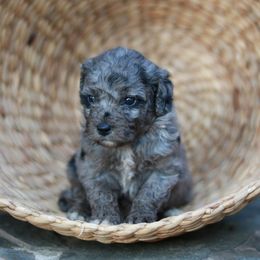 Aussiedoodle Puppies from Johnson’s Highland Pride Aussiedoodles