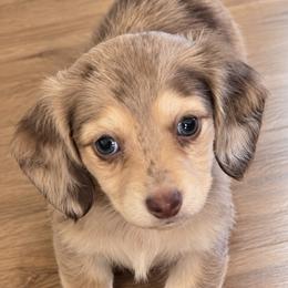 Shakra - Dapple female Dachshund puppy in Springfield, Ohio from LUXEYPUPS