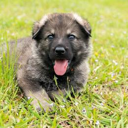 German Shepherd Puppies from Reign Land