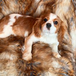 Dudley - Cavalier King Charles Spaniel