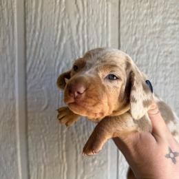 Snickerdoodle - Dapple male Dachshund puppy in New Mexico from Long Dog Ranch