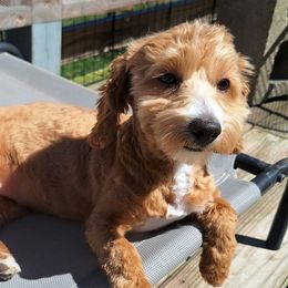 Cotons de Tulear, Havanese, Havapoos, Maltese, and Poodles from Petite Joie Puppies