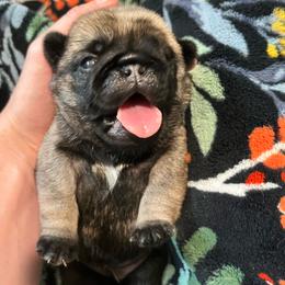 Banana Cakes - Fawn female Pug puppy in Grants Pass, Oregon from Malta Pugs