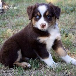 Minnie Moline - Red tri female Miniature Australian Shepherd puppy in Evant, Texas from Lazy VT Bar Ranch