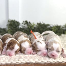 Bernedoodle and Cavapoo Puppies from Apricot Roots Doodles