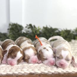 Bernedoodle and Cavapoo Puppies from Apricot Roots Doodles