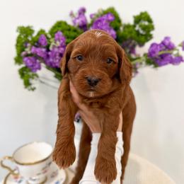 Duchess - Caramel red female Australian Labradoodle puppy in Palmdale, California from Pixie Doodle Paws