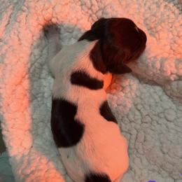 Decaf (Light Brown) - White and liver male German Shorthaired Pointer puppy in Westminster, Maryland from Mischieous Miss Daisy: GSP Puppies