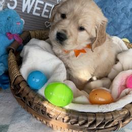Mr Orange Boy - Golden male Golden Retriever puppy in Tonasket, Washington from Hailey’s Goldens