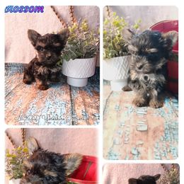 Female 1 - Blue and gold female Yorkshire Terrier puppy in Laporte, Minnesota from Northern Odyssey Gun Dogs