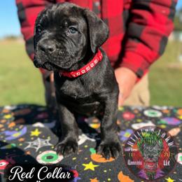 Cassius (Red Collar) - Black male Cane Corso puppy in Stilwell, Oklahoma from Killing Joke Kennels