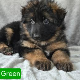 Green Collar Male - Black and red male German Shepherd puppy in Sumner, Iowa from Vom Wilke Kennels