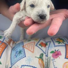 White male - White male Assorted Doodle Crosses puppy in O'fallon, Missouri from Sister Sister Cavapoos
