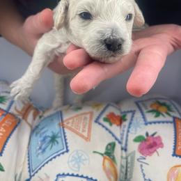 White male - White male Assorted Doodle Crosses puppy in O'fallon, Missouri from Sister Sister Cavapoos
