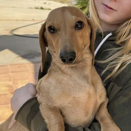 Hottie - Dachshund