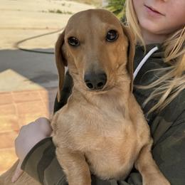 Hottie - Dachshund