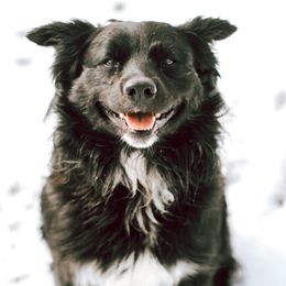 Bear - Australian Shepherd