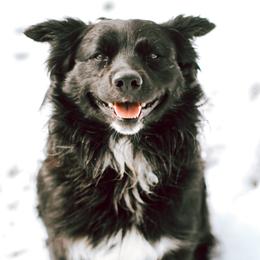 Bear - Australian Shepherd