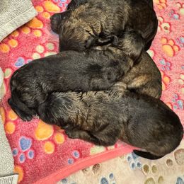 Female 4 - Black and red female German Shepherd puppy in Litchfield, Ohio from Eden Shepherds