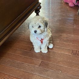 Havanese Puppies from Homefull of Havanese