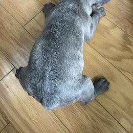 Chewy - Brindle male French Bulldog puppy in Metairie, Louisiana from Surcouf Frenchie’s