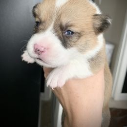Boy 2 - Red Pembroke Welsh Corgi puppy in Cumming, Georgia from Carter’s Corgis LLC