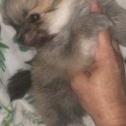 Girl 2 - Orange parti female Pomeranian puppy in Gotha, Florida from Jazzi’s Poms