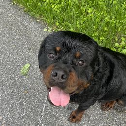 Raiden - Rottweiler