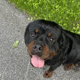 Raiden - Rottweiler