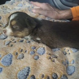 Cinnabon less white asdr - Red tri female Toy Australian Shepherd puppy in Madisonville, Tennessee from LaRose Farm & Kennels