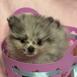 Blue Merle Girl CKC - Lavender female Pomeranian puppy in Douglas, Massachusetts from Country Oak Poms LLC