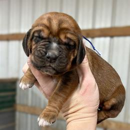 Cooper - Red male Bloodhound puppy in Marvell, Arkansas from Hat Creek Kennel