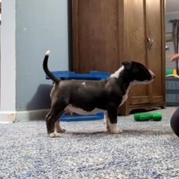 Bull Terrier Puppies from Bulls On Parade
