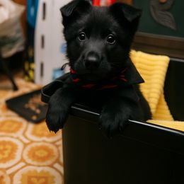 Boy 2 - Black male German Shepherd puppy in Houston, Texas from Crissi Hansel