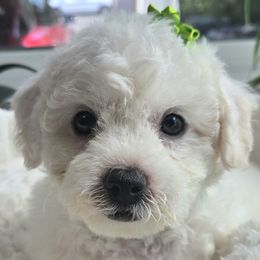 Gabby - White and buff female Bichon Frise puppy in Upland, California from IDREAMOFPUPPIES