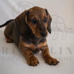 FIFA - Red male Dachshund puppy in Temecula, California from Naomi Magee's Dachshund Kennel
