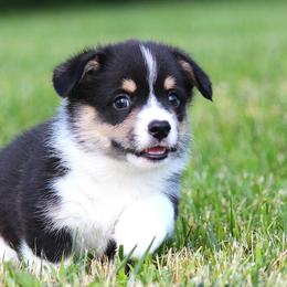 Tucker - Black and tan male Pembroke Welsh Corgi puppy in Fort Madison, Iowa from Bellwether Acres