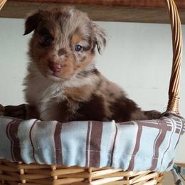 Australian Shepherd Puppies from AussieLand Shepherds