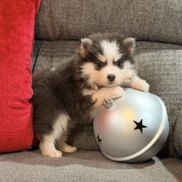 Pia male - Blue male Pomsky puppy in Enid, Oklahoma from Mile Hi Pomskies