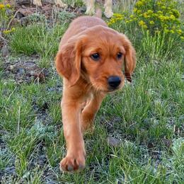 Golden Retrievers from Floyd Ranch Field Goldens