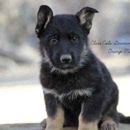 Orange Male - German Shepherd puppy in Raton, New Mexico from Claro Cielo German Shepherds