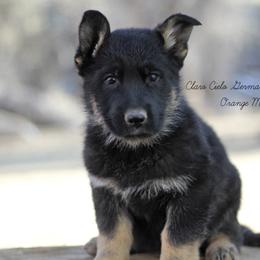 Orange Male - German Shepherd puppy in Raton, New Mexico from Claro Cielo German Shepherds