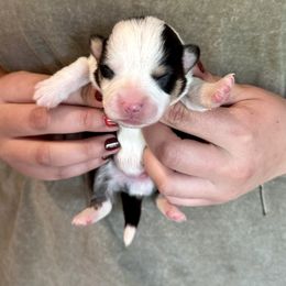 Tri boy 1 - Black and tan male Pembroke Welsh Corgi puppy in Clinton, Tennessee from High Hopes Farm
