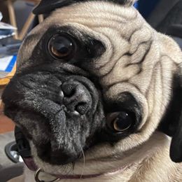 Bella - Pug