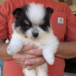 B - Black and tan parti male Pomeranian puppy in Cocoa, Florida from Pom Coast Pomeranians